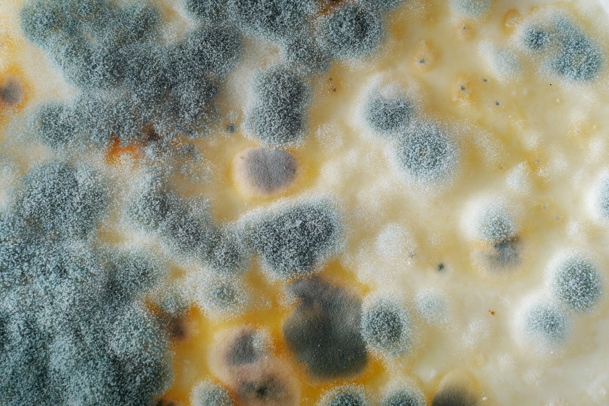 microscopic view of mold to be removed