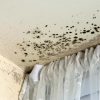 mold infested ceiling
